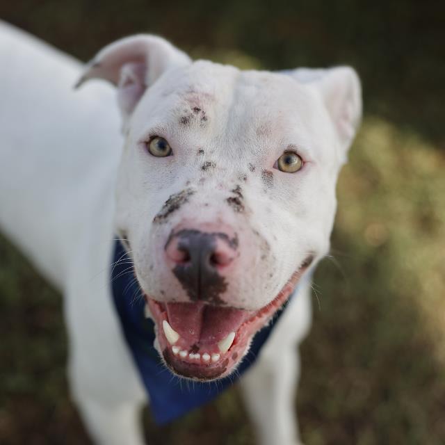 Billy, a American Staffordshire Terrier (mix breed), available for adoption