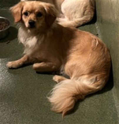 Tony, a Pomeranian, available for adoption