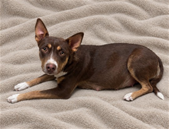 Jenna, a Australian Kelpie, available for adoption