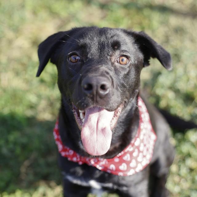 Tigger, a Labrador Retriever (mix breed), available for adoption