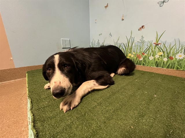 Bannon, a Border Collie, available for adoption