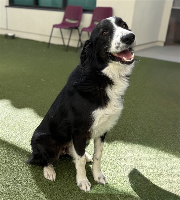 Bannon, a Border Collie, available for adoption