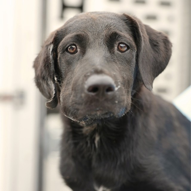Maxcine, a Labrador Retriever, available for adoption