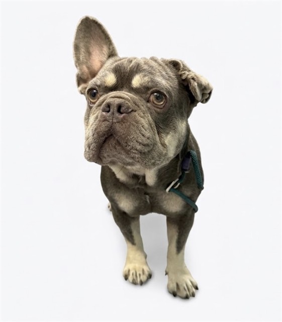 Smores, a French Bulldog, available for adoption