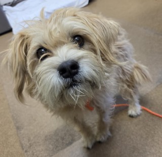 Farrah, a Maltese (mix breed), available for adoption