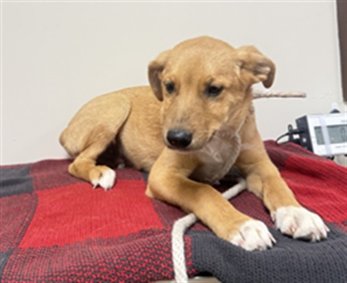 Dangerfield, a Labrador Retriever, available for adoption