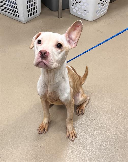 Brandy, a Pit Bull Terrier, available for adoption