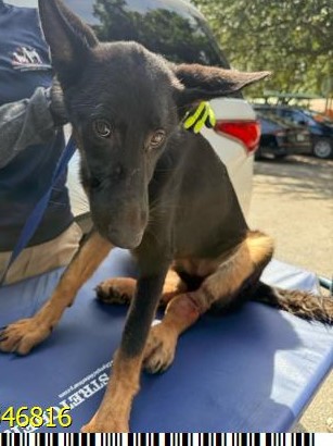 A2346816, a German Shepherd, available for adoption