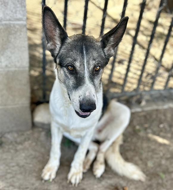 Bells, a German Shepherd, available for adoption