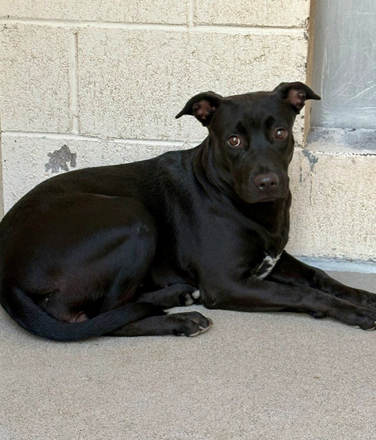 Baby Ruth, a Bullmastiff (mix breed), available for adoption