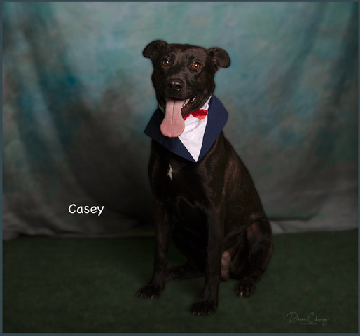 Casey, a Labrador Retriever (mix breed), available for adoption