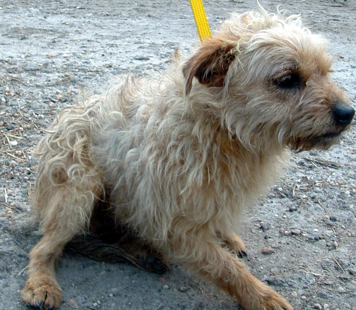 Other Photos of thie Dog