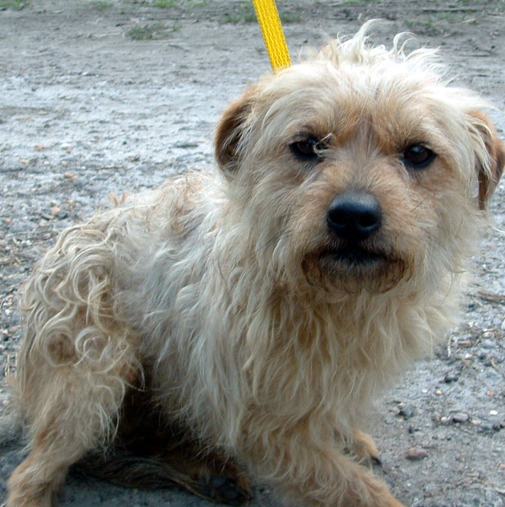 Other Photos of thie Dog