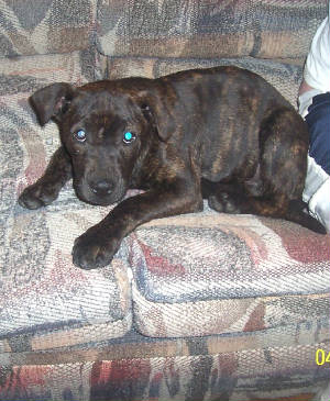 Main Photo of this Dog