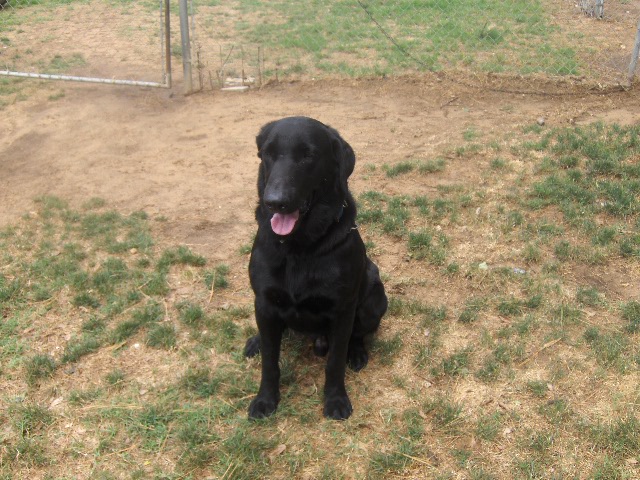 Other Photos of thie Dog