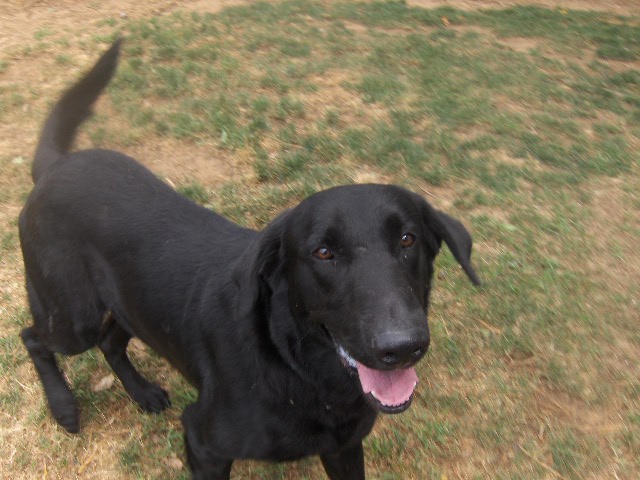 Other Photos of thie Dog