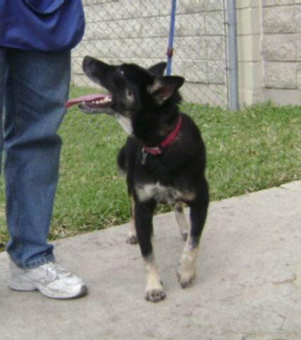 Other Photos of thie Dog
