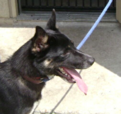 Other Photos of thie Dog