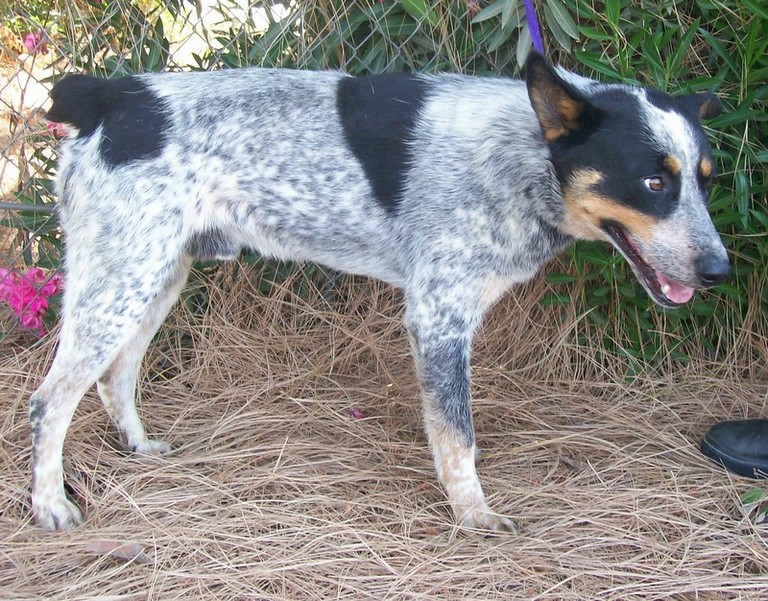 Other Photos of thie Dog
