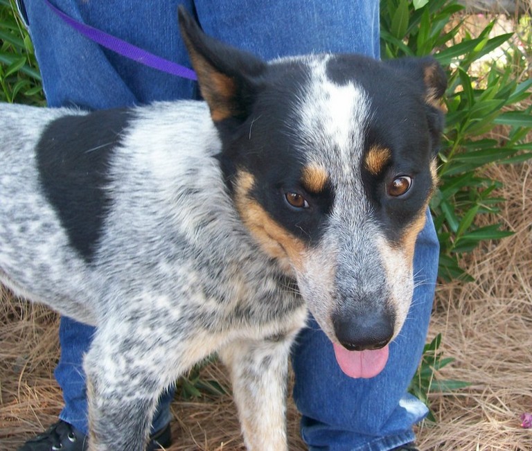 Other Photos of thie Dog
