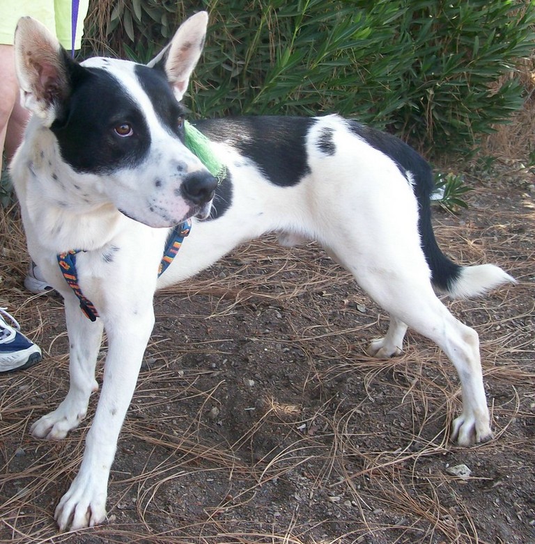 Other Photos of thie Dog