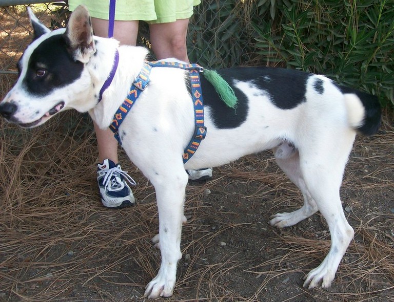 Other Photos of thie Dog