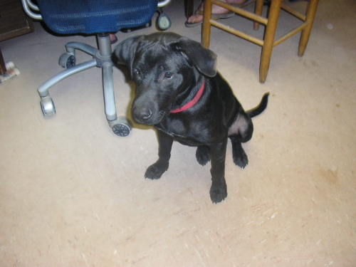 Other Photos of thie Dog