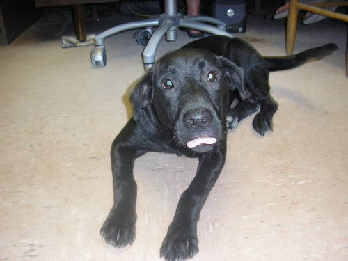 Other Photos of thie Dog