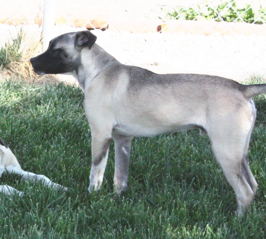 Other Photos of thie Dog