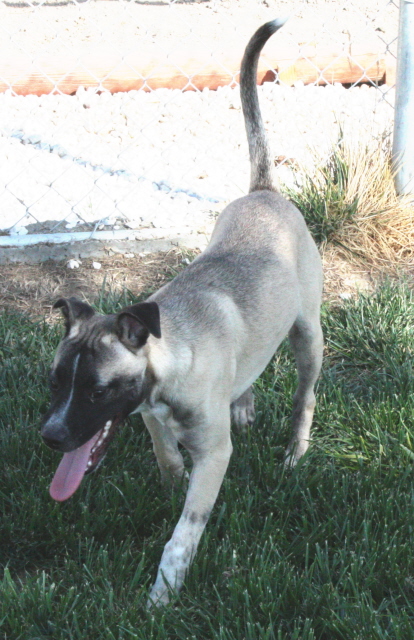 Other Photos of thie Dog