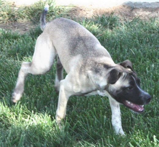 Other Photos of thie Dog