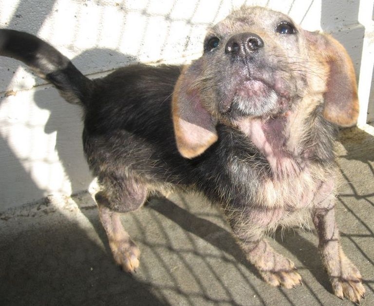 Other Photos of thie Dog