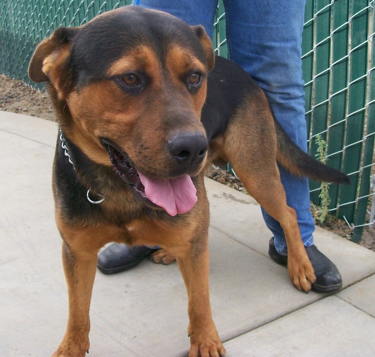 Other Photos of thie Dog