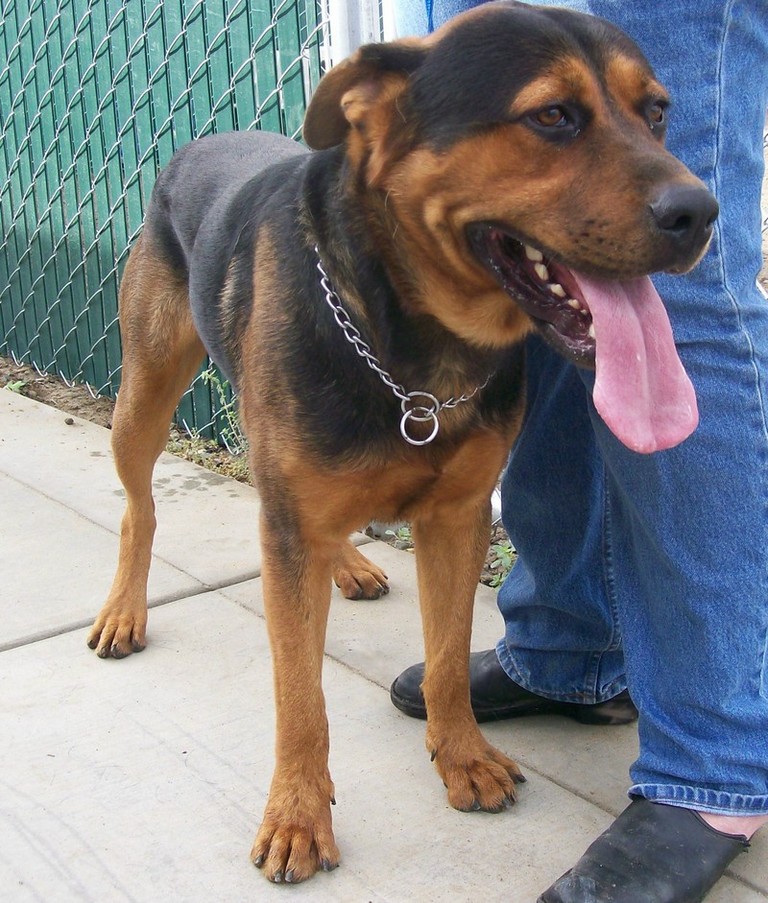Other Photos of thie Dog