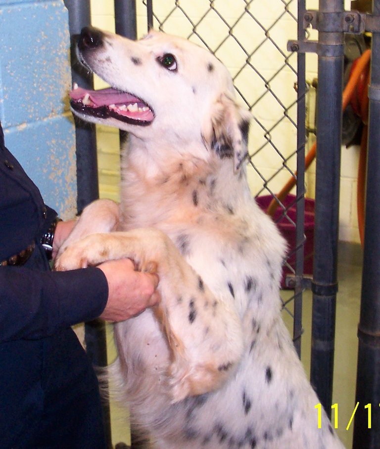 Other Photos of thie Dog
