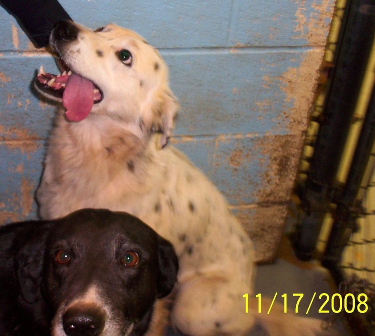 Other Photos of thie Dog