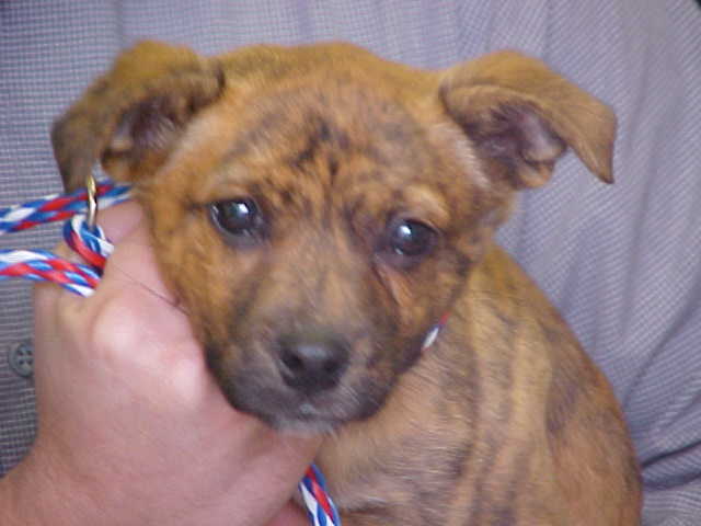 Other Photos of thie Dog