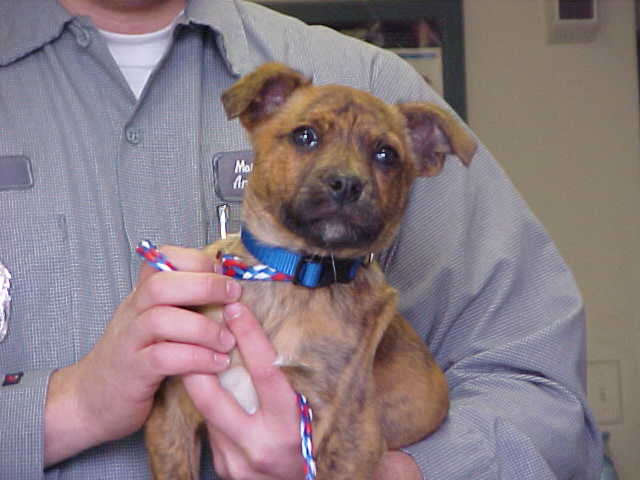 Other Photos of thie Dog