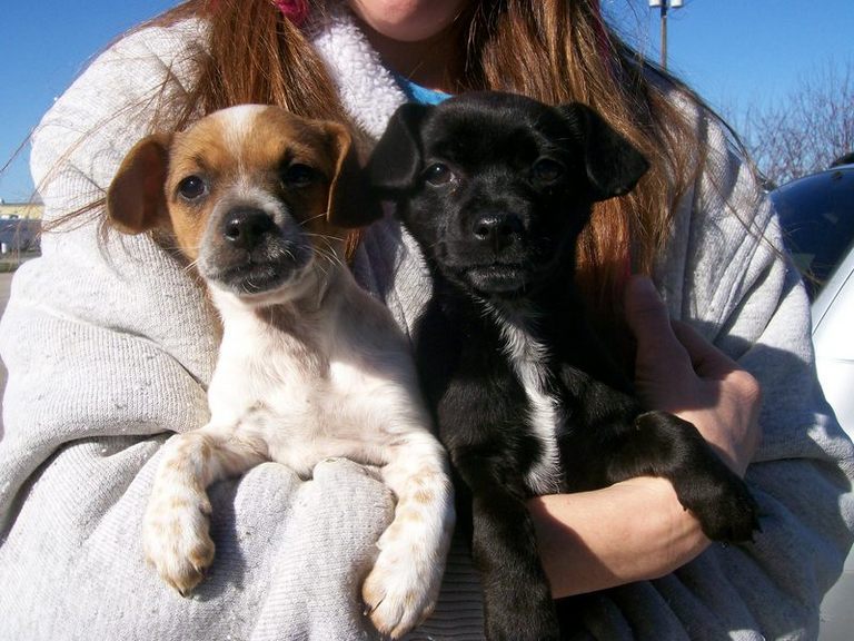 Other Photos of thie Dog