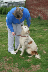 Other Photos of thie Dog