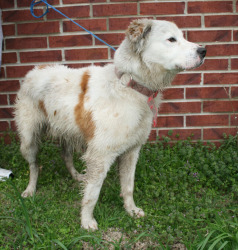 Other Photos of thie Dog