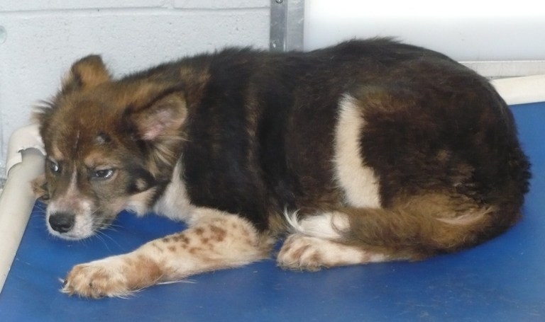Other Photos of thie Dog
