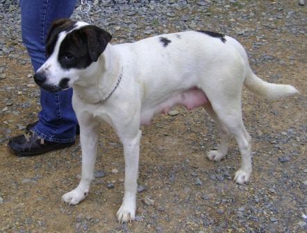 Other Photos of thie Dog