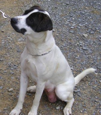 Other Photos of thie Dog