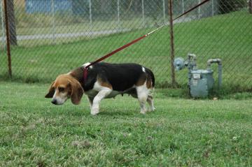 Other Photos of thie Dog
