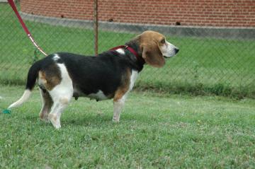 Other Photos of thie Dog