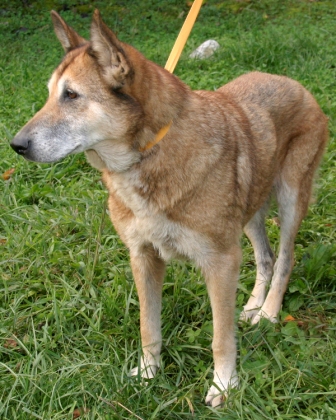 Other Photos of thie Dog