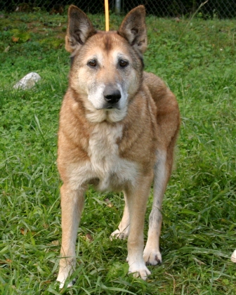 Other Photos of thie Dog