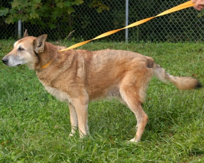 Other Photos of thie Dog