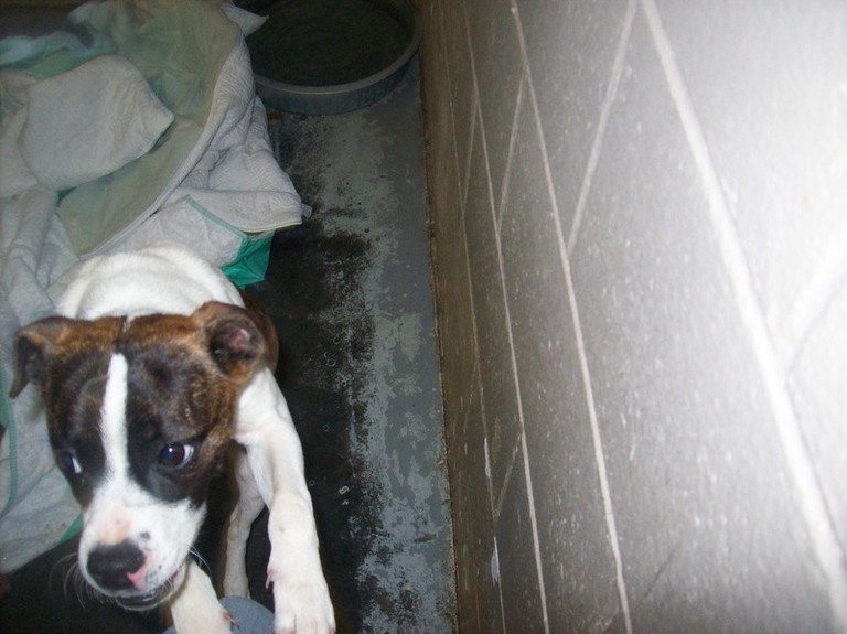 Other Photos of thie Dog